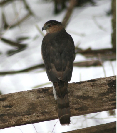 Coopers Hawk