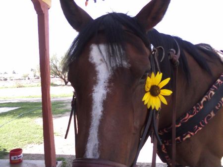 My sunflower girl, Harmony