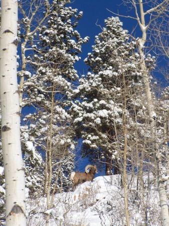 Our bighorn sheep