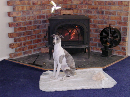 Bart the Whippet