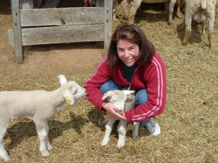 Lambing Season