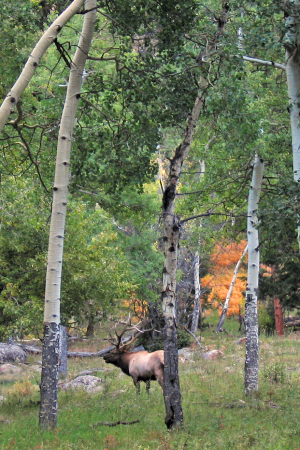Elk in Rocky Mtn. Nat. Park