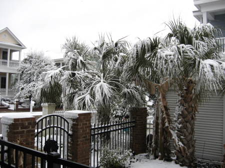 Snow - NMB, SC 13 February 2010