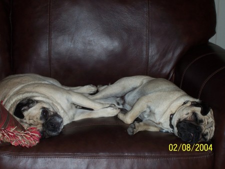 2 pugs