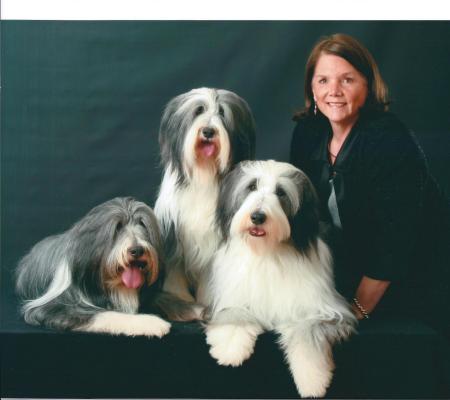 Bearded Collies