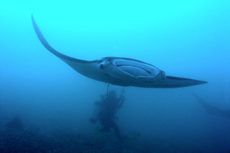 manta ray swimmig over diver