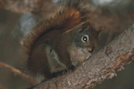 Squirrel - Edworthy Park, Calgary, AB