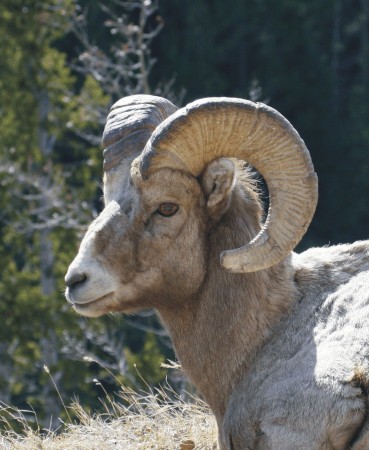 Ram - Banff, AB