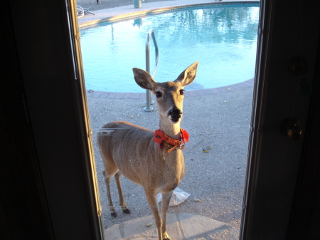 reba pet deer of my friend in bracketville ,tx