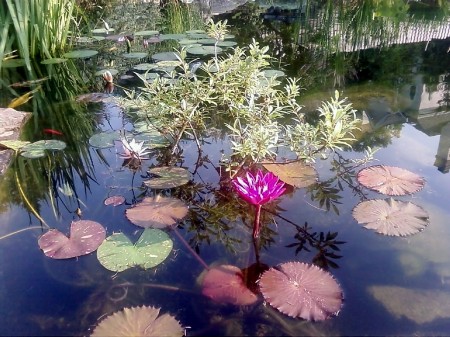 lilies in the backyard pond