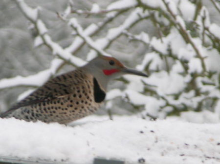 Northern Flicker