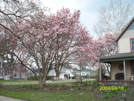 Magnolias in bloom a few weeks later!