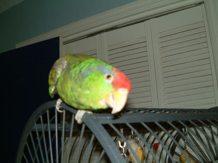 Prettybird the parrot