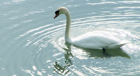 Swan