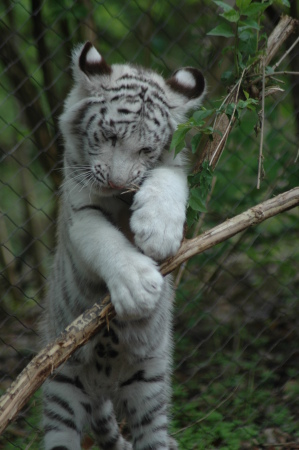 Baby white tiger at Nashville Zoo