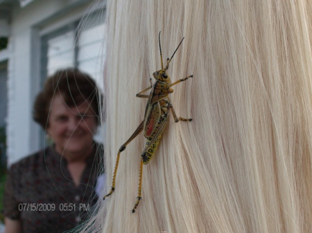 Florida Grasshopper