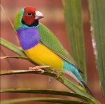 Rare Rainbow Finch from Australia