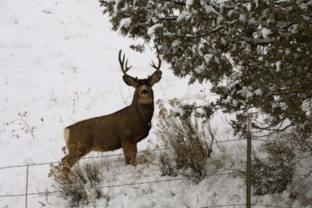 Winter drive pass Pagosa Junction, CO