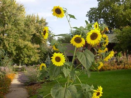 another veiw of the sunflower