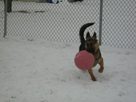 Jasmine my rescue Shepard