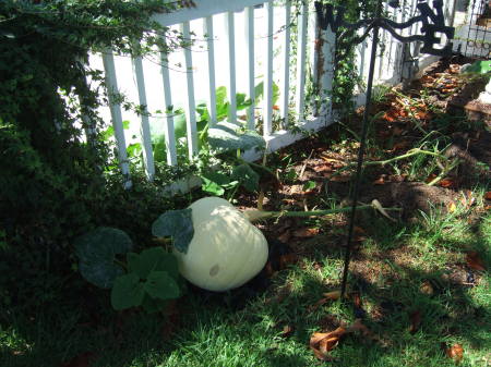 Great White Pumpkin