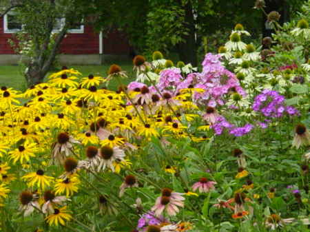 Blackeye Susies  Phloxs Cone Flowers 8-2009