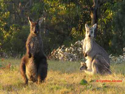 I live in the land downunder...