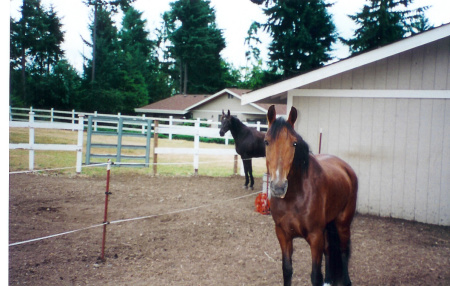 Our horses, past and present