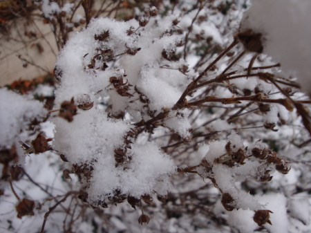 Looks like a cotton plant exploded