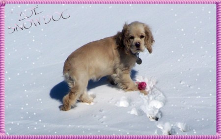 Snow Dog Zoe