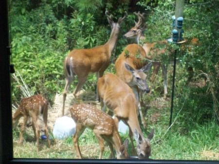 deer family