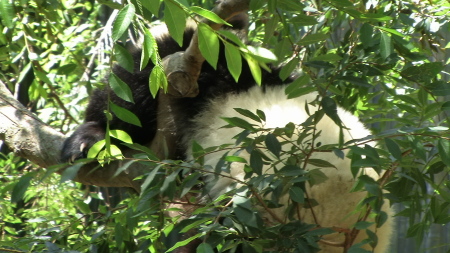 Panda at San Diego Zoo 2008