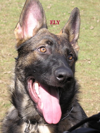 ELY - My Service Dog in Training - 2