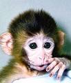 monkey young