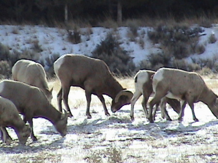 WY 1/31/09 Bighorn sheep