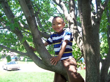 Little In Tree (4)