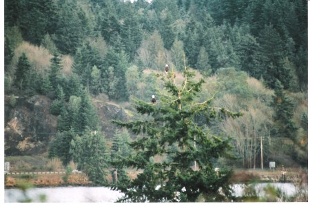 Eagles port orchard