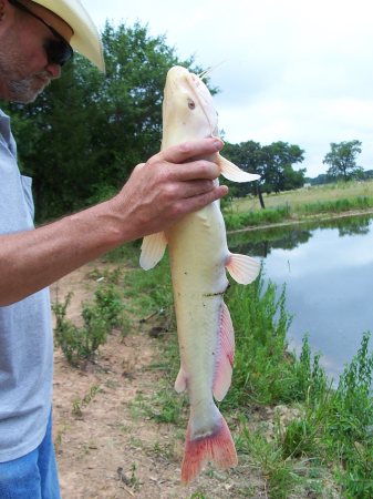 Have you ever caught an Albino Cat??