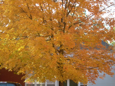This is one of the fall trees we enjoy!