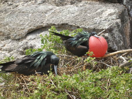 Frigate Bird Mating Display