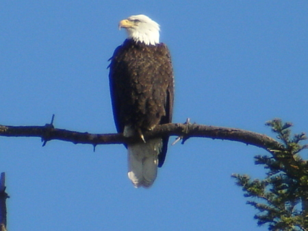 Eagle 2007