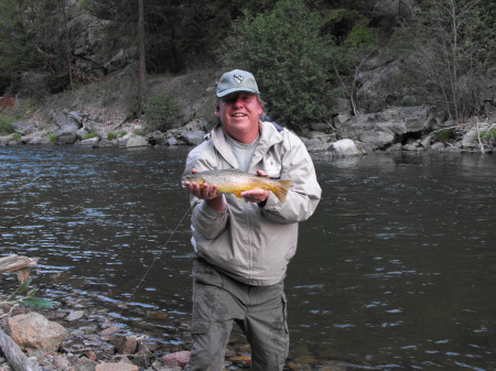 Brown Trout