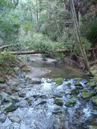 a creek in muir woods