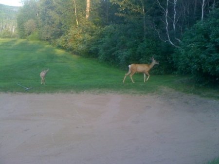 Deer at the golf course!