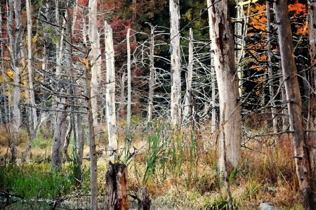 Fall 2008- New Hampshire wetlands