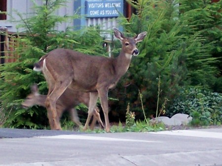 Deer having a snack in Manzanita, Oregon coast