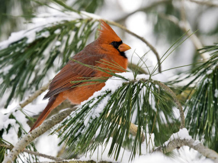 male cardinal on a snowy branch