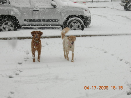 SARGE & MOLLIE 04/2009 both are Golden Retriev