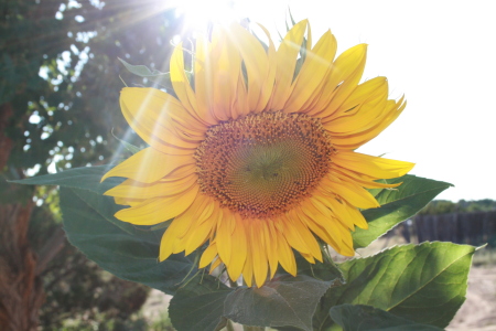 August sunflower