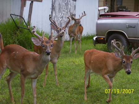 Backyard Bucks